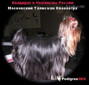 MOSKOVSKIY TALISMAN MOSKOVSKIY TALISMAN KLEOPATRA — Labaza DogPedigree YorkshireTerrier